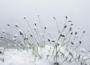 bildreich karten PK 276: schneehäubchen.