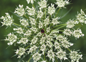 bildreich karten PK 315: daucus carota, wilde möhre.