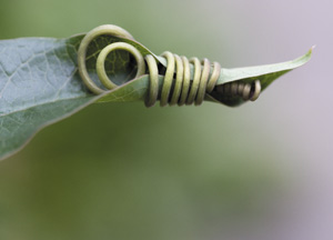 bildreich karten PK 323: passiflora incarnata, passionsblume.