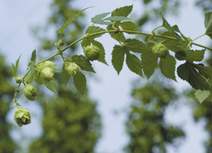 bildreich karten PK 327: humulus lupulus, hopfen.