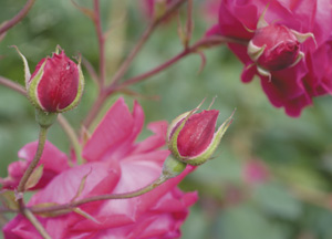 bildreich karten PK 348: rosenranken.