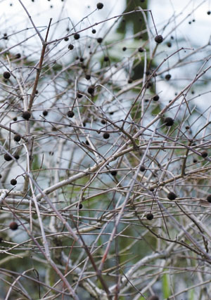 bildreich karten PK 411: