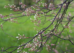 bildreich karten PK 425: persephone.