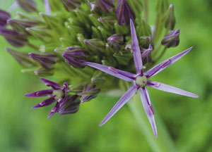 bildreich karten PK 427: purpurstern.