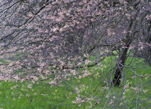 bildreich karten PK 428: flora.