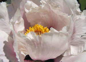 bildreich karten PK 431: paeonia II.