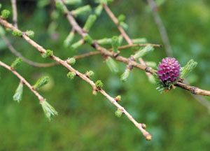 bildreich karten PK 432: lärchenblüte.