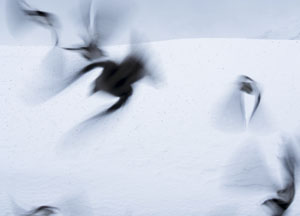 bildreich karten PK 480: schneefinken II.