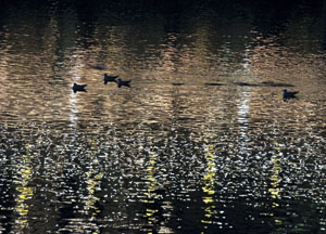 bildreich karten PK 496: im weihnachtsglanz.