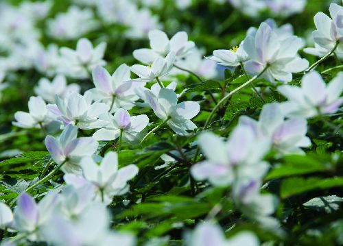 bildreich karten PK 510: fruehlingsboten.