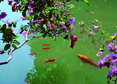 bildreich karten PK 520: morgen am teich II.