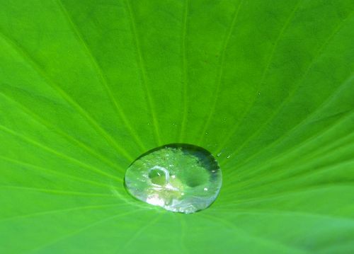 bildreich karten PK 524: lotos II.