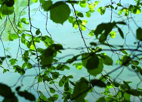 bildreich karten PK 526: am rhein.
