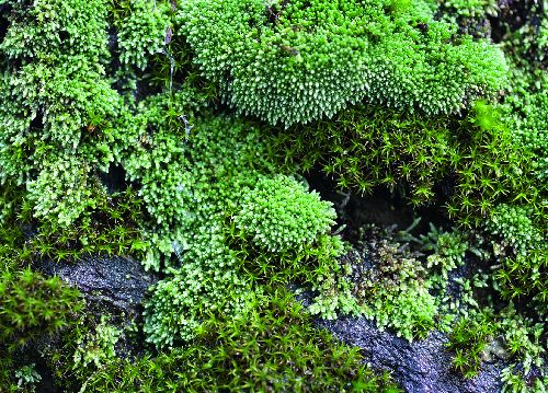 bildreich karten PK 527: moos.