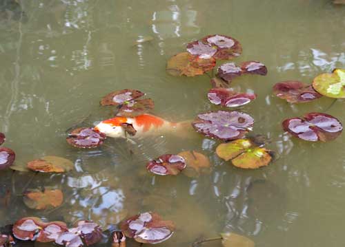 bildreich karten PK 597: garden of taizo-in, myoshin-ji temple, kyoto.