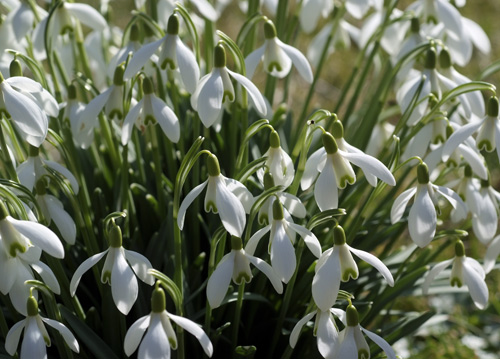 bildreich karten PK 616: schneegloeckchen.