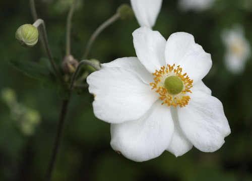 bildreich karten PK 617: windroeschen.