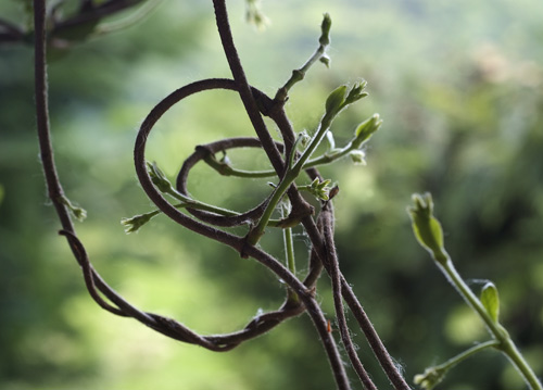 bildreich karten PK 618: emporkommend.