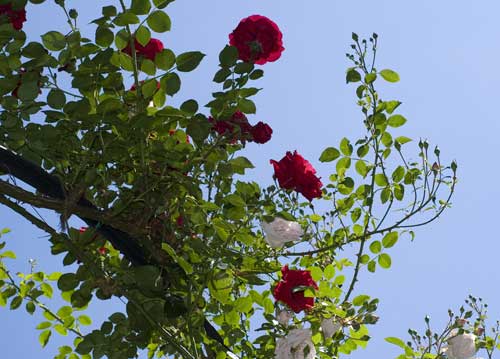 bildreich karten PK 699: schneeweiss und rosenrot.