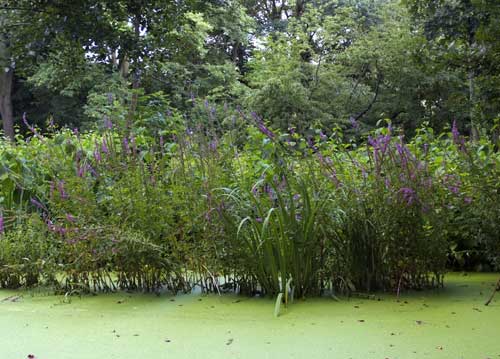 bildreich karten PK 703: im schlosspark I.