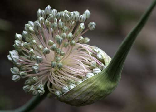bildreich karten PK 704: enthuellung.