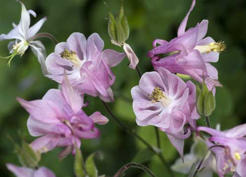 bildreich karten PK 705: akelei.