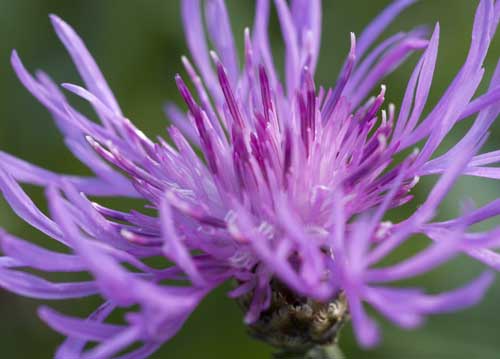 bildreich karten PK 707: flockenblume.