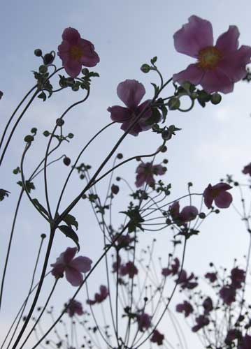 bildreich karten PK 710: anemonenhimmel.