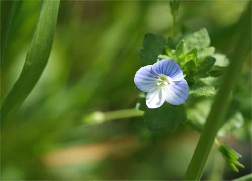 bildreich karten PK 717: blauaeuglein.