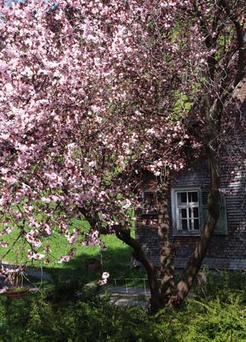 bildreich karten PK 728: am weg zum chindlistein.