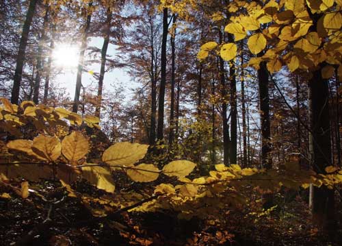 bildreich karten PK 738: herbstspaziergang.