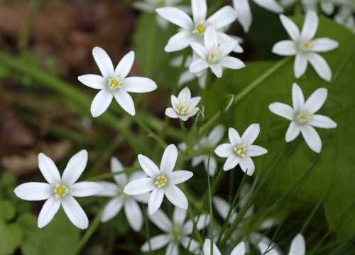 bildreich karten PK 790: milchsterne.
