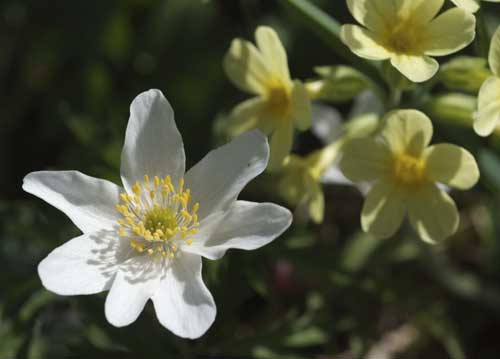 bildreich karten PK 791: am wegrand II.