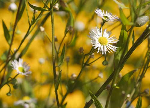bildreich karten PK 799: goldgelb.
