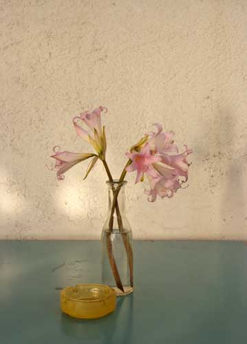 bildreich karten PK 824: xilokeratidis.