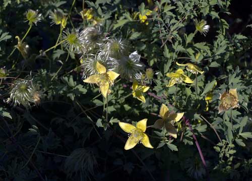bildreich karten PK 850: clematis III.