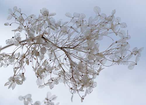 bildreich karten PK 886: winterliche hortensie I.