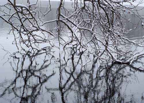 bildreich karten PK 889: weidenspiegel.