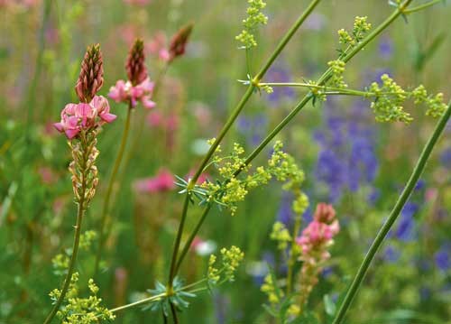bildreich karten PK 922: esparsetten.