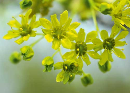 bildreich karten PK 927: ahornblüten.