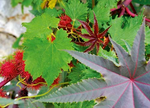 bildreich karten PK 942: ricinus communis, wunderbaum, ricin commun.