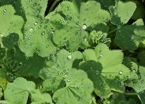 bildreich karten PK 943: alchemilla vulgaris, frauenmantel, alchémille commune.