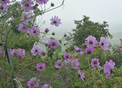 bildreich karten PK 967: morgennebel.