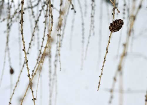 bildreich karten PK 973: laerchenzapfen.
